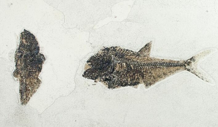 Two Large Diplomystus Fossil Fish - Wyoming #12152